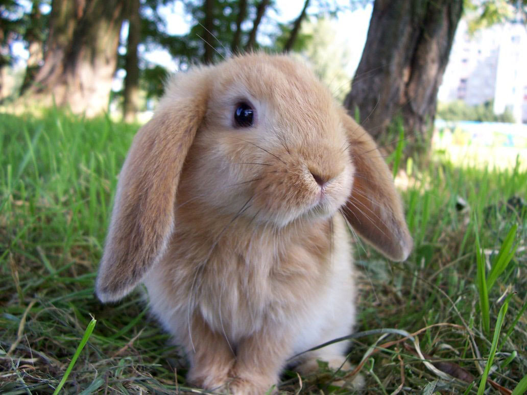 what are female bunnies called