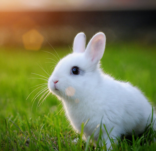 White Baby Rabbits - MOUNTAIN RANTS